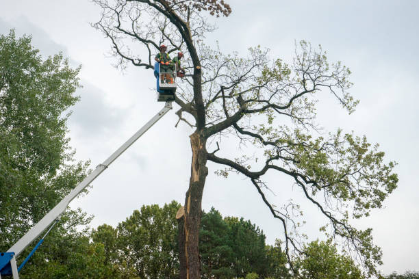 Why Choose Our Tree Removal Services in Redding, CA?